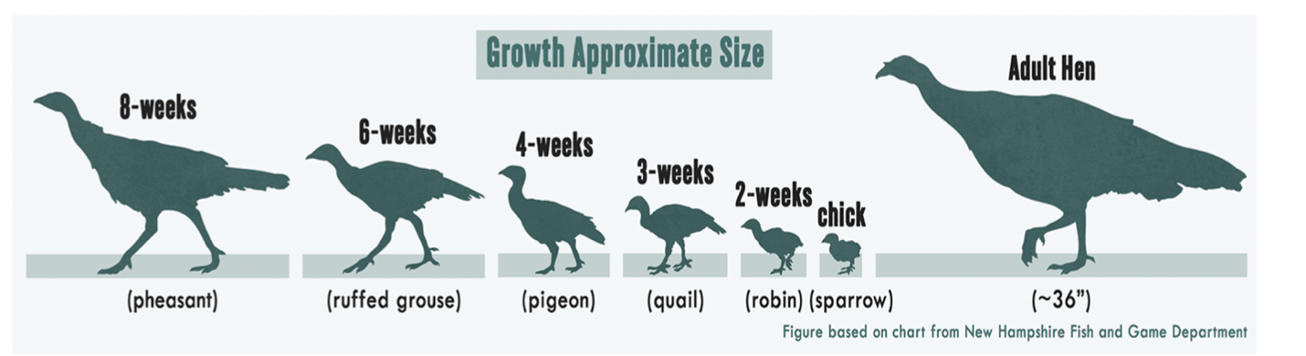 Turkey growth chart showing size categories